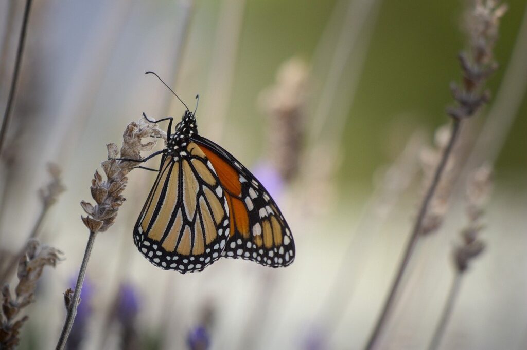 mariposas monarcas