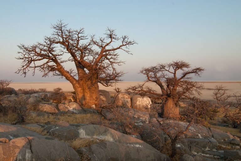 Árbol de Baobab