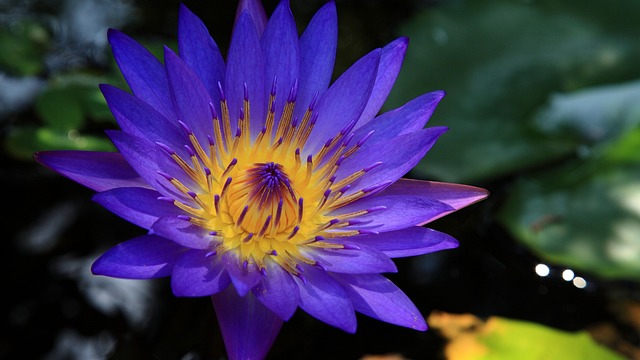 Loto azul