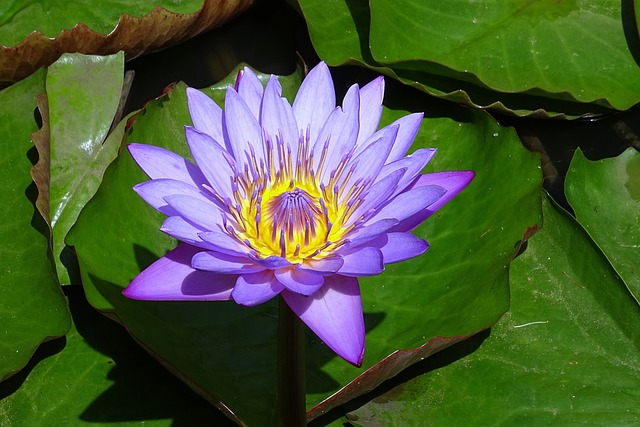 Hábitat de la Nymphaea caerulea